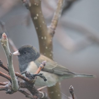 Dark-Eyed Junco Perched on Winter Branch