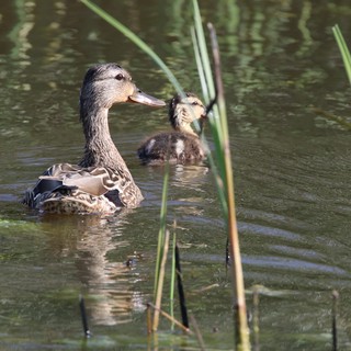 Female Duck and Duckling Swimming Among Reeds