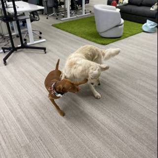 Office Pups on the Loose