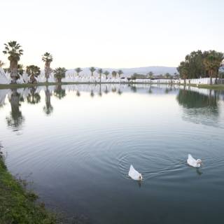 Graceful Swans on the Coachella Lake