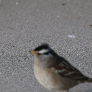 White-Crowned Sparrow on Asphalt Path Close-Up