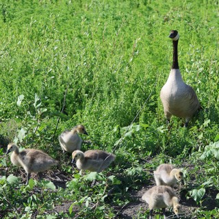 Canada Goose Family Foraging in Yolo Wetlands