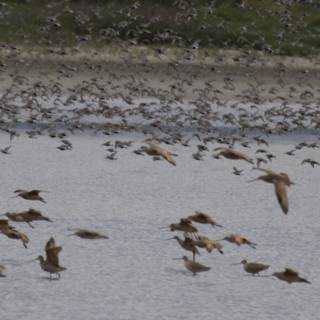 Symphony in Flight: Nature’s Grandeur
