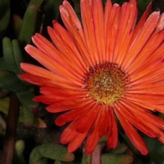 Vibrant Orange Daisy in Full Bloom