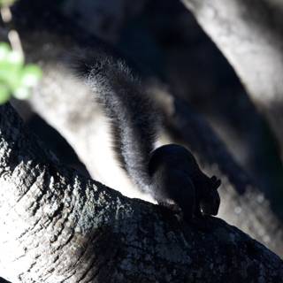 Cautious Watcher