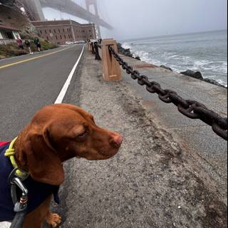 Stylish Dog at the Waterfront Fence