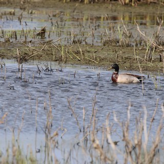 Northern Shoveler Drake in Flooded Agricultural Wetland