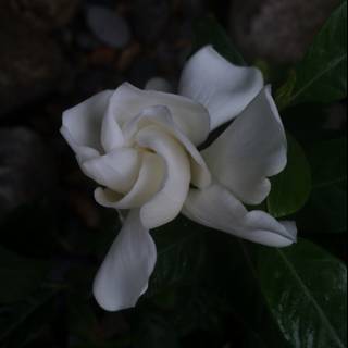 A White Rose Among Rocks