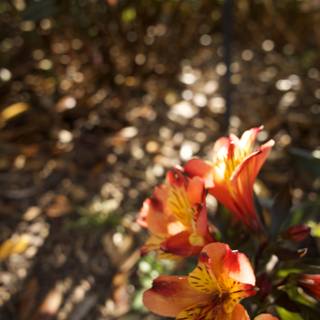 Sun-drenched Petals: Delightful Floral Array at San Francisco Botanical Garden
