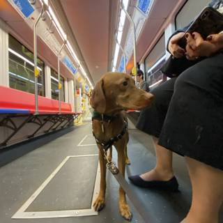 Train Ride with a Furry Companion