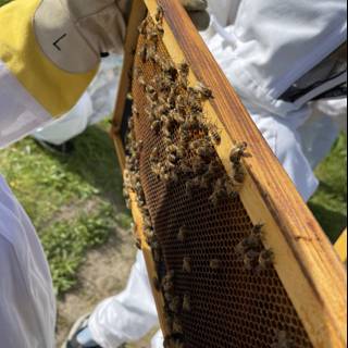 Beekeeper Tending to Honey Bees in Carmel, California
