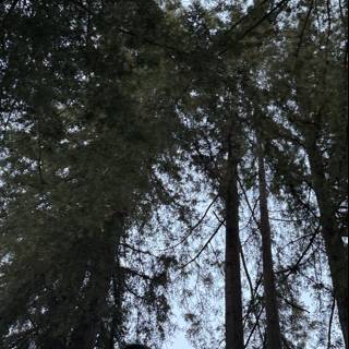 Amongst the Giants