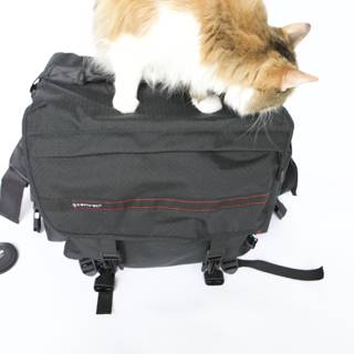 Cat on Backpack Adventure