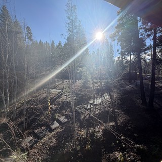 Winter Sun Flare Through Bare Sierra Nevada Trees