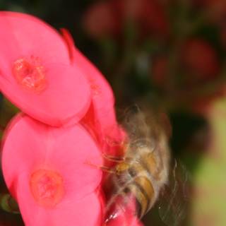 Bee and Begonia Blossom