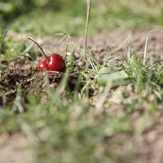 The Lone Cherry