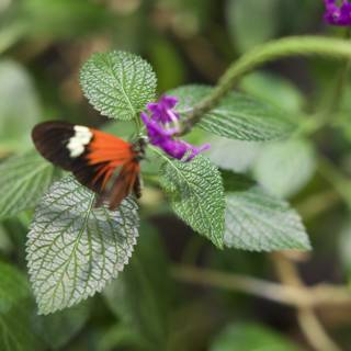 Delicate Dance: Butterfly on Geranium