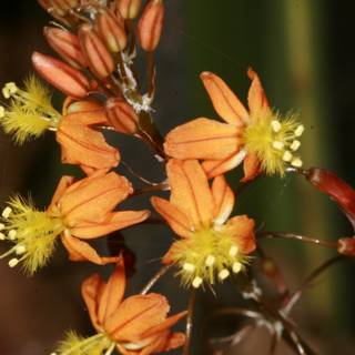 Radiant Orange Blossoms