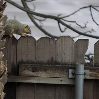 Squirrel on the Fence