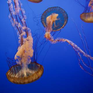 Underwater Ballet: Jellyfish Spectacle at Monterey Bay Aquarium