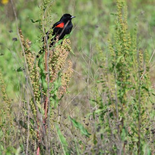 Red-winged Blackbird Perched in Wetland Grasses