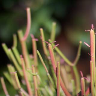 A Close Up of a Vibrant Green Plant