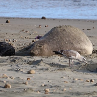 Elephant Seal and Seagull Resting on Sandy Beach