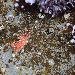 Crimson Crab Navigates Rocky Intertidal Zone