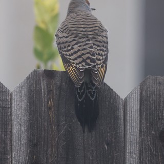 Barred-Back Dove Perched on Weathered Wooden Fence