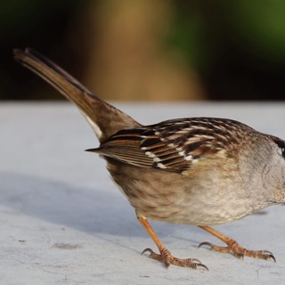White-Crowned Sparrow Foraging on White Surface
