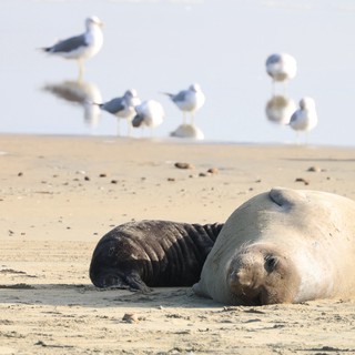 Elephant Seal Mother and Pup Resting on Beach