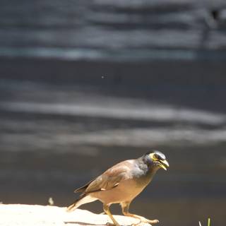 A Glimpse of Grace - The Common Myna in Natural Light