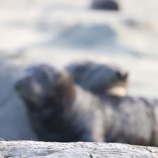 Elephant Seal Pup Resting at Drakes Beach