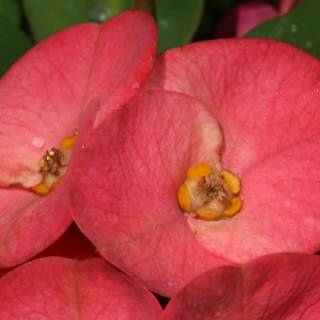 Pink Petals with Yellow Centers