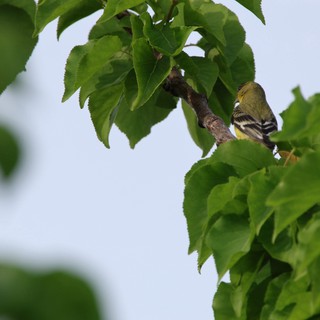 American Goldfinch Perched Among Fresh Spring Leaves
