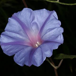 Blue Petunia with Pink Center
