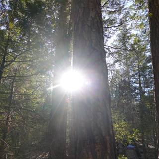 Sun-kissed Sequoia Grove