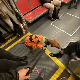 Halloween Pup on the Subway