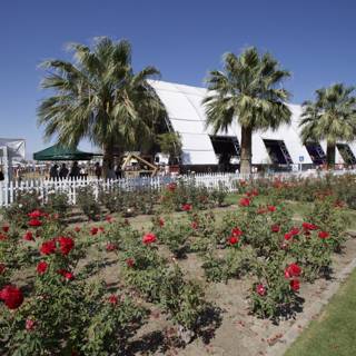 A White Tent Adorned with Red Roses