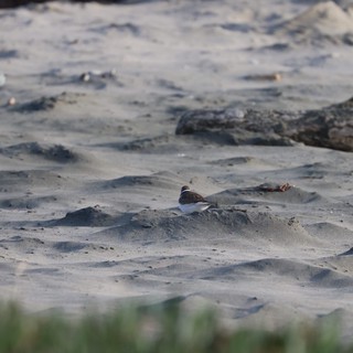 beach debris