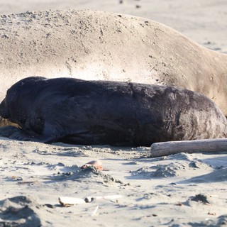 Newborn Elephant Seal Pup with Mother at Drakes Beach