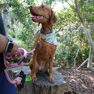 Canine Companion on a Tree Stump