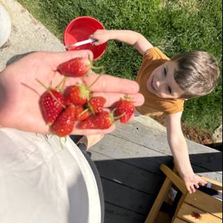 Joyful Strawberry Harvest