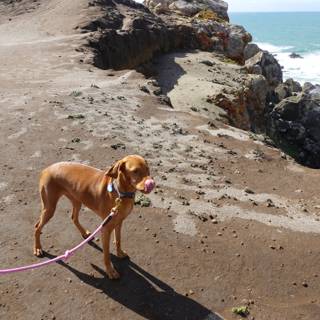 A Canine Adventure at Jenner Beach