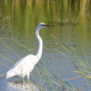 Great Egret Wading in Wetland Shallows