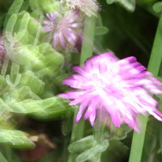 Blurry Pink Geranium in Grass