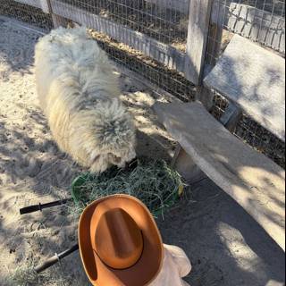 Cowboy Encounters Furry Friend