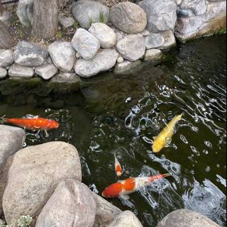 Tranquility at the Koi Pond
