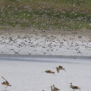 A Symphony of Wings