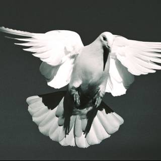 Heavenly Dove
